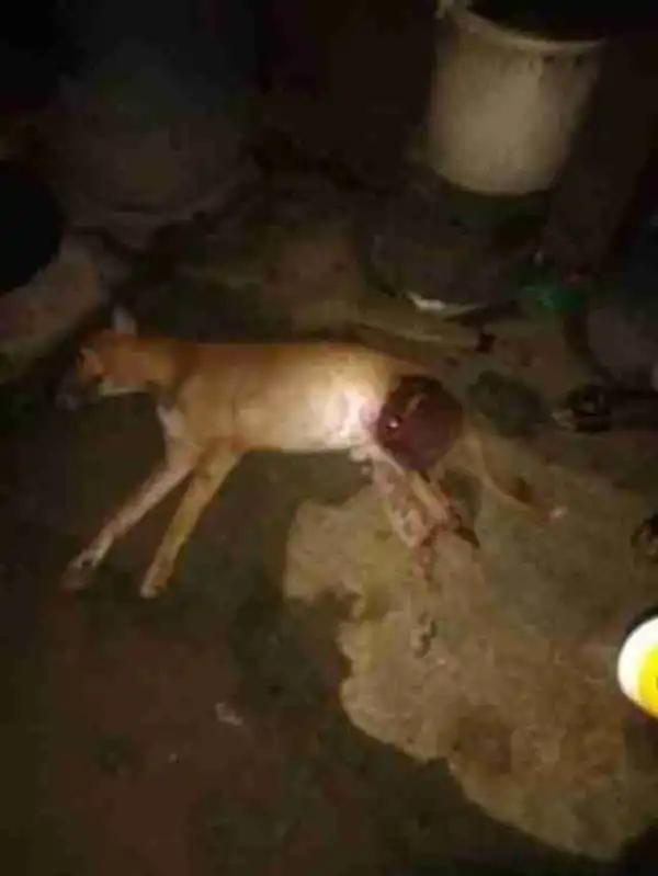 Dog Prevents Badoo Members From Carrying Out Attack In Ikorodu See Photo